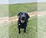 Small Labrador Retriever