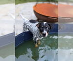 Small #2 Australian Shepherd Mix