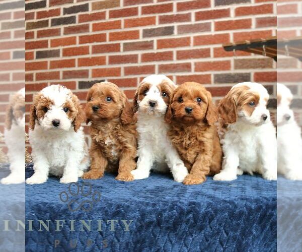 Medium Photo #2 Cavapoo Puppy For Sale in NEW HOLLAND, PA, USA