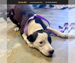 Labrador Retriever-Unknown Mix Dogs for adoption in Benton, PA, USA