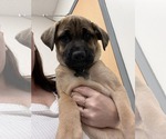 Small #6 Mutt