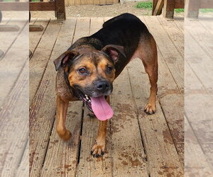 260746  Cubbie - Female American Pit Bull Terrier-German Shepherd Dog Mix Dog for Adoption - Photo #3