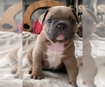 Small Photo #3 French Bulldog Puppy For Sale in WOODLAND, CA, USA