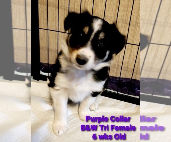 Medium Photo #4 Border Collie Puppy For Sale in ELMENDORF, TX, USA