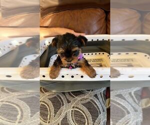 Yorkshire Terrier Dogs for adoption in EL PASO, TX, USA