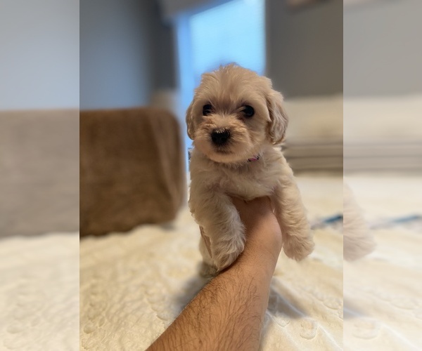 Medium Photo #1 Maltipoo Puppy For Sale in SALEM, OR, USA