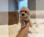 Small Photo #1 Maltipoo Puppy For Sale in SALEM, OR, USA