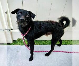 Mutt Dogs for adoption in Camarillo, CA, USA