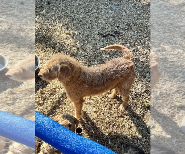 Medium Photo #1 Labradoodle mix (+ Poodle Standard) Puppy For Sale in JACKSONVILLE, NC, USA