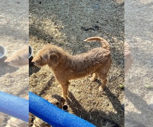 Mother of the Labradoodle mix (+ Poodle Standard) puppies born on 06/05/2026
