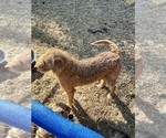 Small Photo #1 Labradoodle mix (+ Poodle Standard) Puppy For Sale in JACKSONVILLE, NC, USA