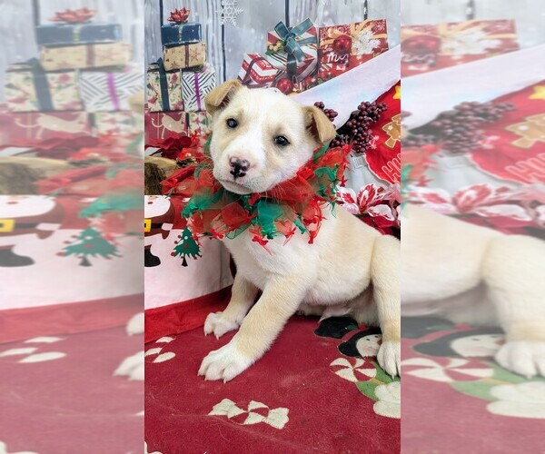 Medium Photo #1 Labrador Retriever Puppy For Sale in HAMMOND, IN, USA