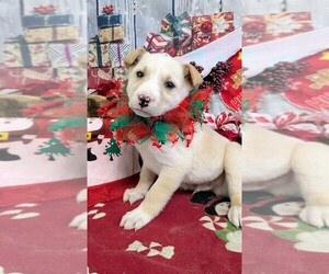 Labrador Retriever Puppy for sale in HAMMOND, IN, USA