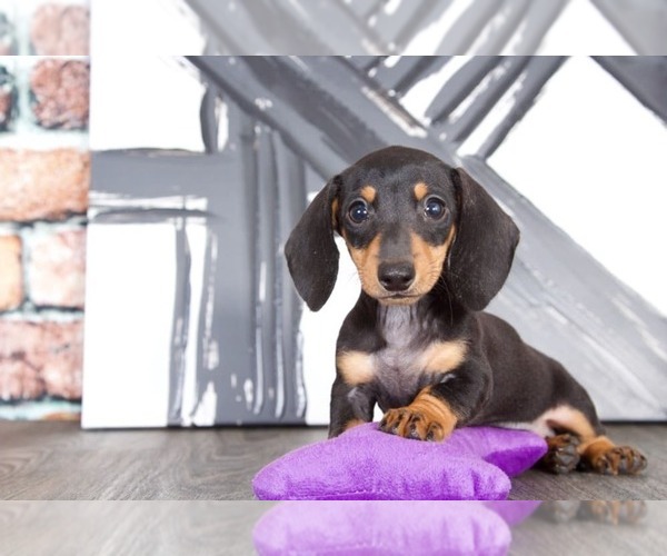 View Ad Dachshund Puppy for Sale near Maryland, BEL AIR