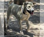 Small Anatolian Shepherd Mix