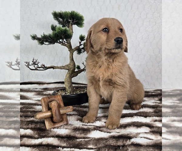 Medium Photo #1 Golden Retriever Puppy For Sale in FRANKLIN, IN, USA