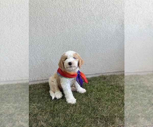Medium Photo #5 Golden Retriever-Sheepadoodle Mix Puppy For Sale in LA MESA, CA, USA