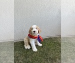 Small #4 Golden Retriever-Sheepadoodle Mix