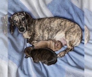 Dachshund Litter for sale in LITCHFIELD, ME, USA