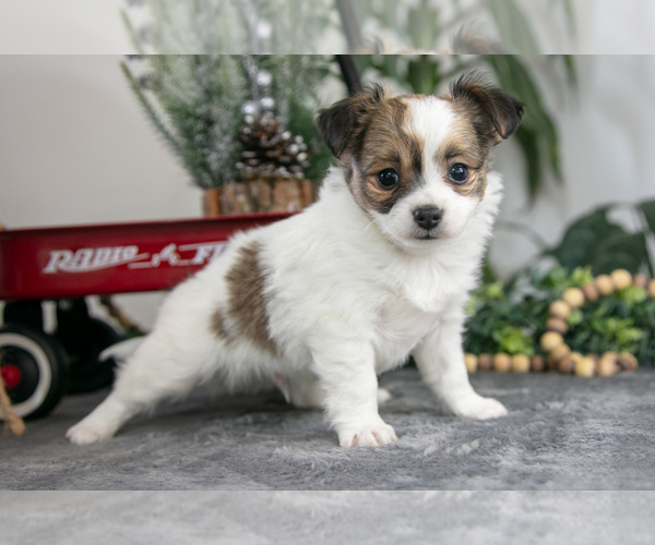 Medium Photo #4 Chihuahua Puppy For Sale in DUNDEE, OH, USA