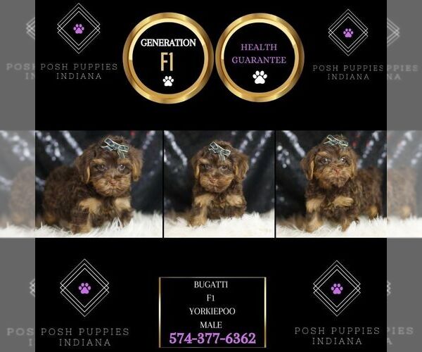 Medium Photo #6 YorkiePoo Puppy For Sale in WARSAW, IN, USA