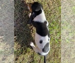 Small Photo #10 Basset Hound Puppy For Sale in LAWRENCEBURG, TN, USA