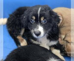 Small #3 Mutt