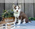 Puppy Nirvana Siberian Husky