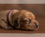 Small Photo #13 Dachshund Puppy For Sale in CROWLEY, TX, USA