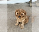 Puppy Zuri Cavapoo (Miniature)