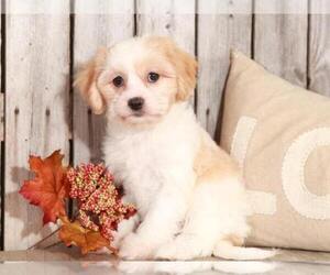 Cavachon Puppy for sale in MOUNT VERNON, OH, USA