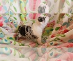 Small Photo #2 Boston Terrier Puppy For Sale in GENOA, NE, USA