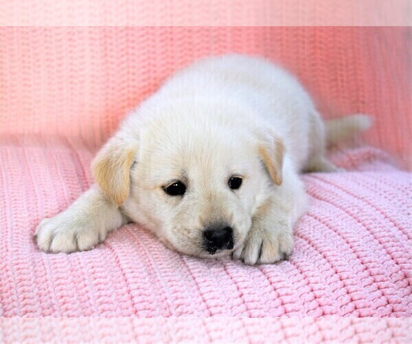 Medium Photo #11 Labrador Retriever-Samoyed Mix Puppy For Sale in SUGAR CITY, ID, USA