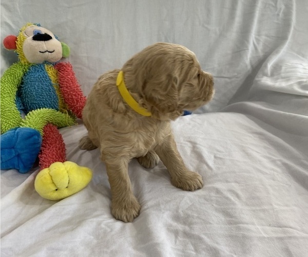 Medium Photo #3 Goldendoodle Puppy For Sale in TARPON SPRINGS, FL, USA