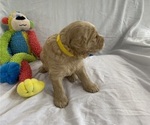 Small Photo #3 Goldendoodle Puppy For Sale in TARPON SPRINGS, FL, USA