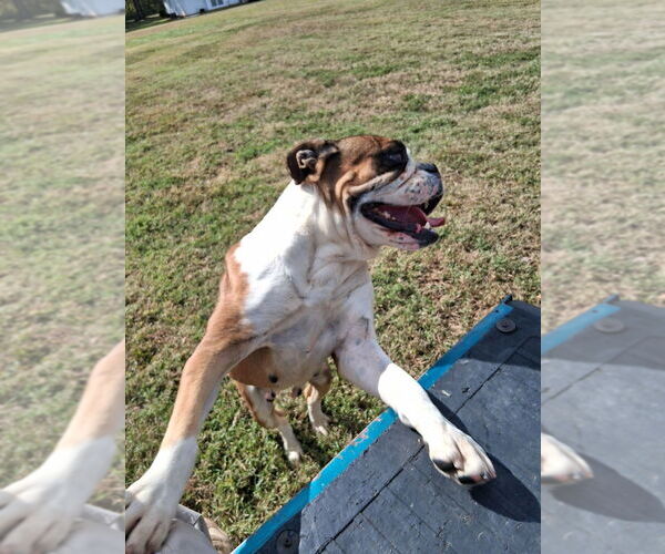 Medium Photo #1 Cane Corso-English Bulldog Mix Puppy For Sale in MONROE, NC, USA