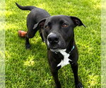 Small #1 Labrador Retriever