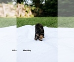 Small Photo #2 German Shepherd Dog Puppy For Sale in ROCKFORD, MI, USA