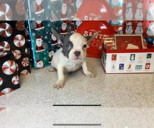 French Bulldog Puppy for sale in BROOKLYN, NY, USA