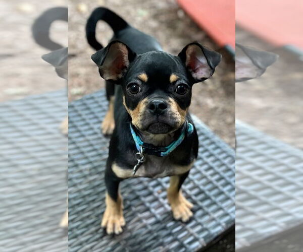 Medium Photo #13 Chug Puppy For Sale in Wakefield, RI, USA