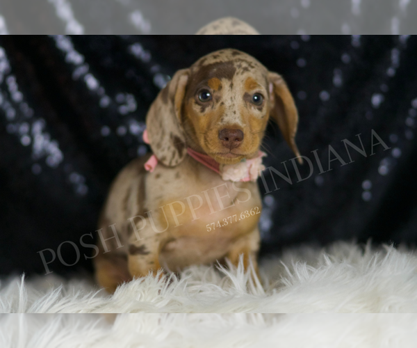 Medium Photo #5 Dachshund Puppy For Sale in WARSAW, IN, USA