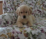 Image preview for Ad Listing. Nickname: Hershey