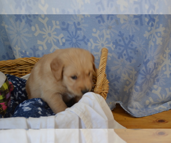 Medium Photo #35 Golden Retriever Puppy For Sale in GREENWOOD, WI, USA
