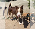 Small Photo #13 Rat Terrier-Unknown Mix Puppy For Sale in Holly Springs, NC, USA