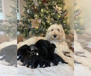 Golden Mountain Doodle  Puppy for sale in GREER, SC, USA