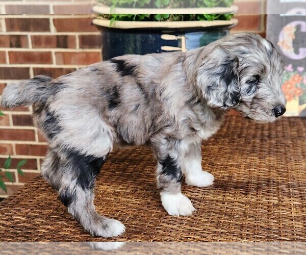 Medium Photo #3 Aussiedoodle Puppy For Sale in COLUMBIA, TN, USA