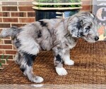 Small #2 Aussiedoodle
