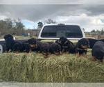 Small Photo #3 Rottweiler Puppy For Sale in COLORADO SPRINGS, CO, USA