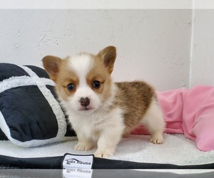 Pembroke Welsh Corgi Puppy for sale in CLARK, MO, USA
