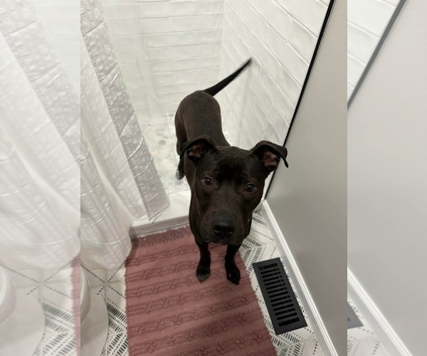 Medium Photo #9 Staffordshire Bull Terrier-Unknown Mix Puppy For Sale in Woodbury, NY, USA